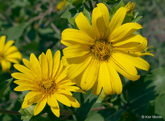 Image of wholeleaf rosinweed