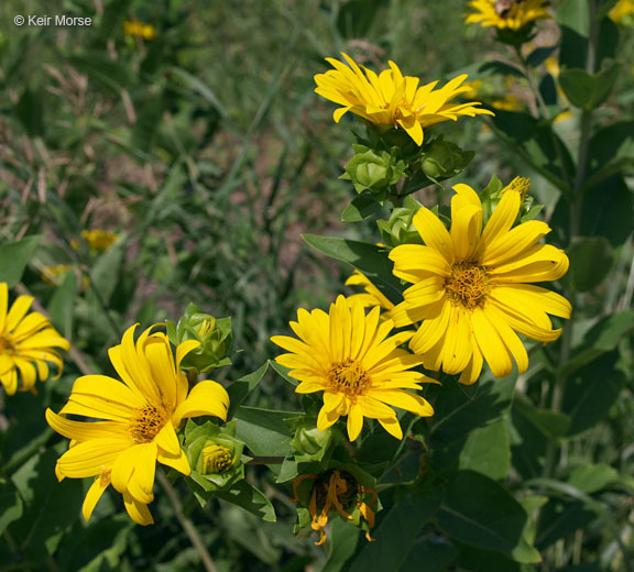 Image of wholeleaf rosinweed