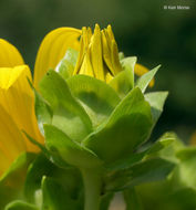 Image of wholeleaf rosinweed