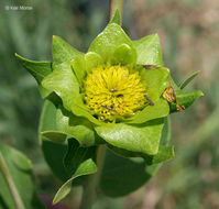 Image of wholeleaf rosinweed