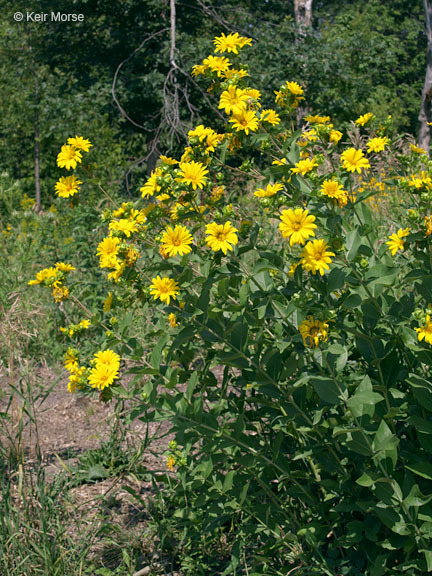 Image of wholeleaf rosinweed