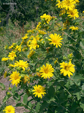 Image of wholeleaf rosinweed