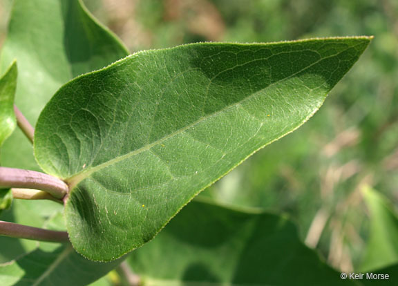 Image of wholeleaf rosinweed