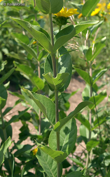 Image of wholeleaf rosinweed