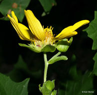 Image of Smallanthus uvedalia (L.) Mackenzie