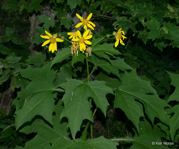 Smallanthus uvedalia (L.) Mackenzie resmi