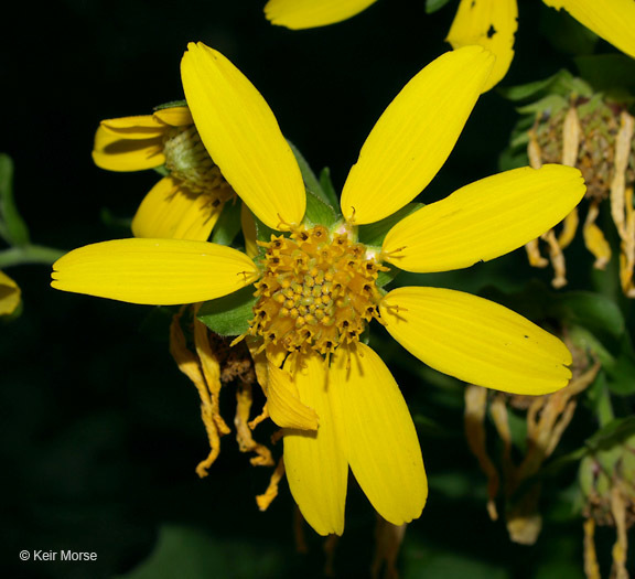 Image of Smallanthus uvedalia (L.) Mackenzie