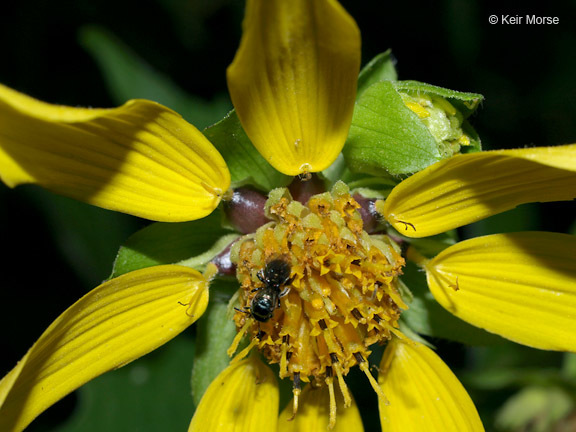 Image of Smallanthus uvedalia (L.) Mackenzie