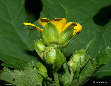 Image of Hairy Leafcup