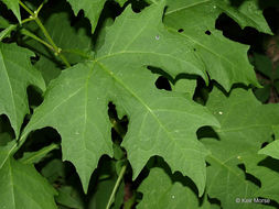 Image of Smallanthus uvedalia (L.) Mackenzie