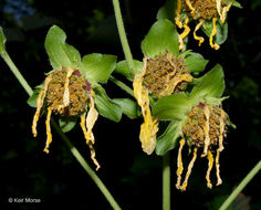 Image of Smallanthus uvedalia (L.) Mackenzie