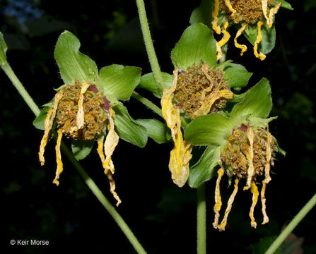 Image of Hairy Leafcup