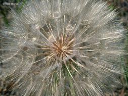 Image of yellow salsify