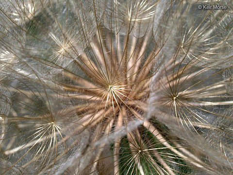 Image of yellow salsify