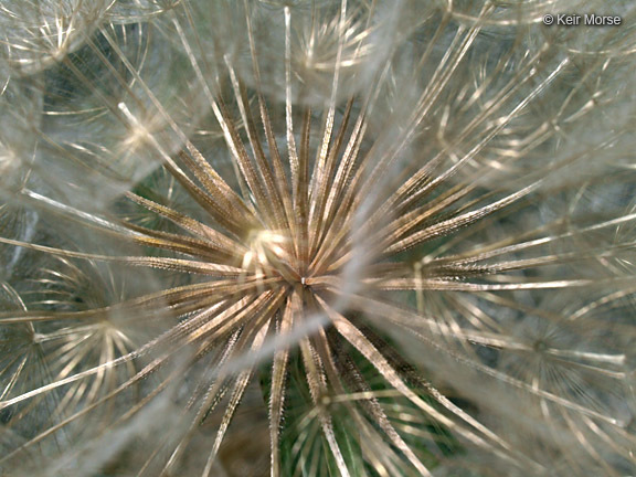 Image of yellow salsify