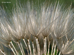 Image of yellow salsify