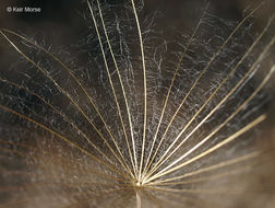 Image of yellow salsify