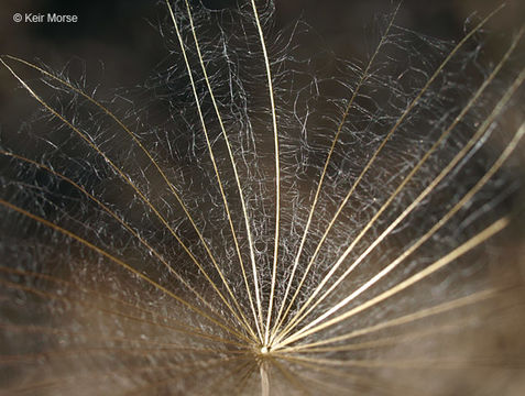 Image of yellow salsify