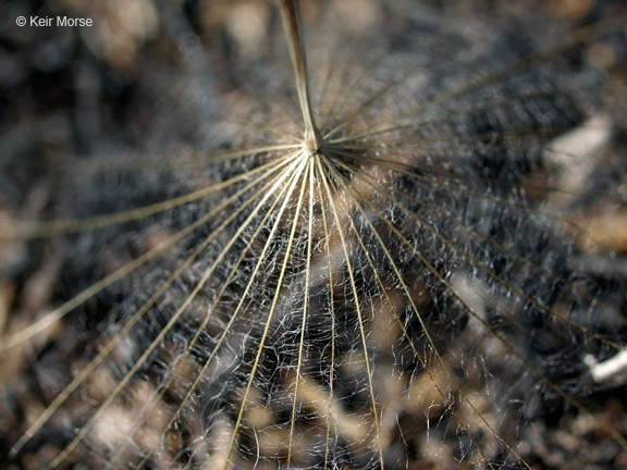 Image of yellow salsify