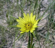 Слика од Tragopogon dubius Scop.