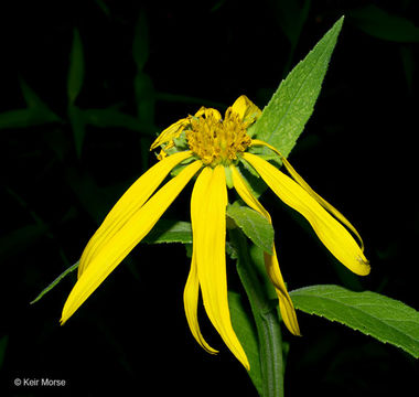 Image of wingstem