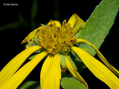 Image of wingstem