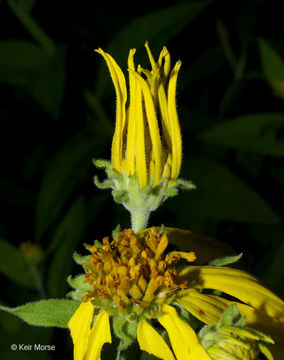 Image of wingstem