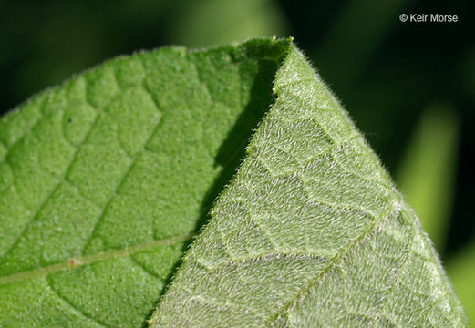 Image of wingstem