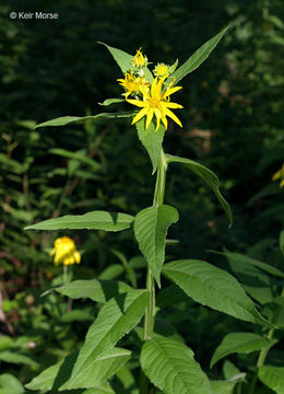 Image of wingstem