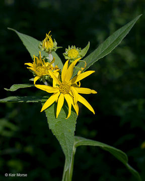 Image of wingstem