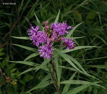 Image of prairie ironweed