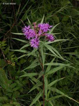 Image of prairie ironweed