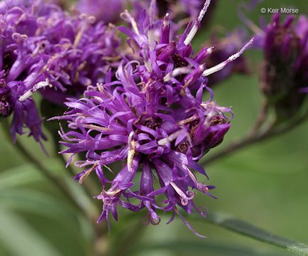 Image of prairie ironweed