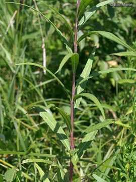 Image of prairie ironweed