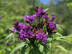 Image of prairie ironweed