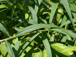 Image of prairie ironweed