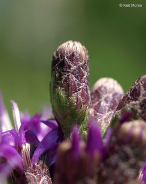 Image of prairie ironweed