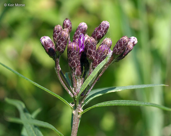 Image of prairie ironweed