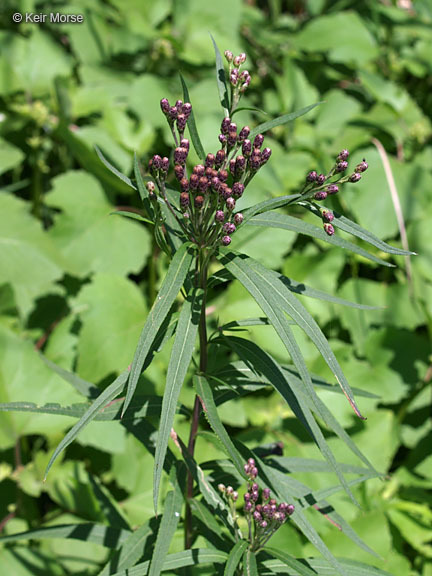 Image of prairie ironweed