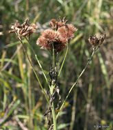 Imagem de Vernonia fasciculata Michx.