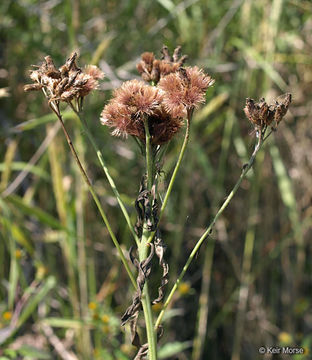 Image of prairie ironweed