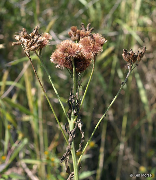 Image of prairie ironweed