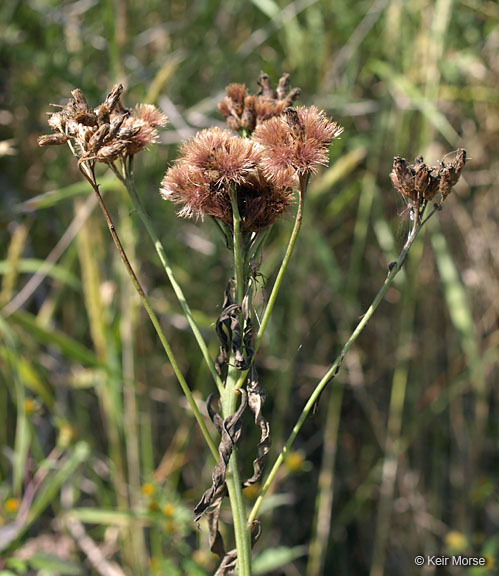 Imagem de Vernonia fasciculata Michx.