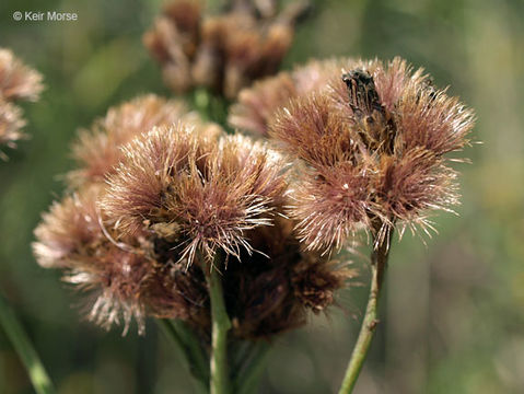 Image of prairie ironweed