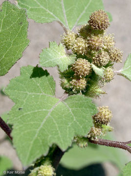 Image of Canada cockleburr