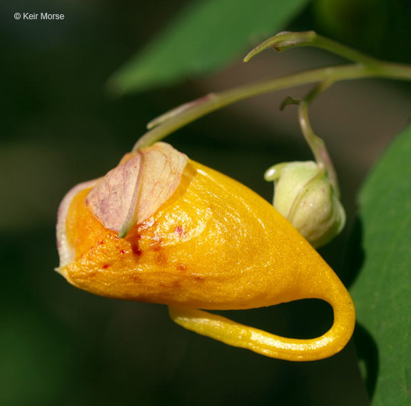 Image of jewelweed