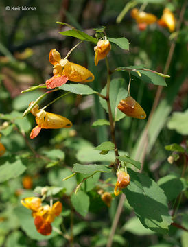 Image of jewelweed