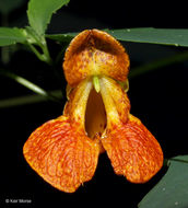 Image of jewelweed