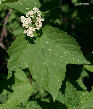 Imagem de Viburnum acerifolium L.