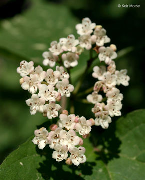 Imagem de Viburnum acerifolium L.